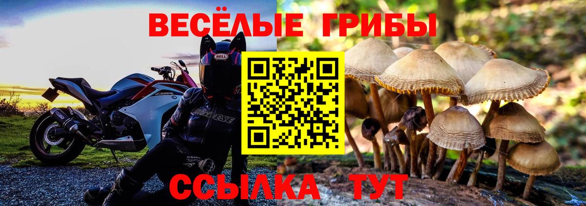Зеленогорск  Псилоцибиновые грибы Psilocybe  Вход с VPN 